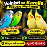 Volnisti (büdcəqar) və Karella (məhəbbət quşu) papuqayları - Sağlam — Попугаи