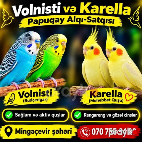 Volnisti (büdcəqar) və Karella (məhəbbət quşu) papuqayları - Sağlam — Mingəçevir