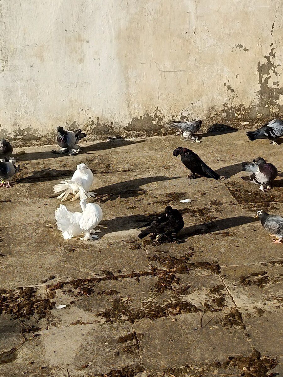 Göyərçin — Quşlar, Bakı (6)