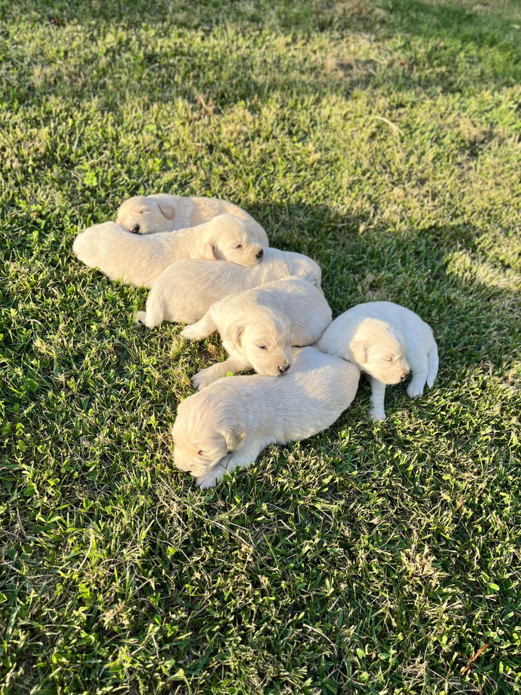 Retriever, 1 ay — Köpəklər, Gəncə (5)