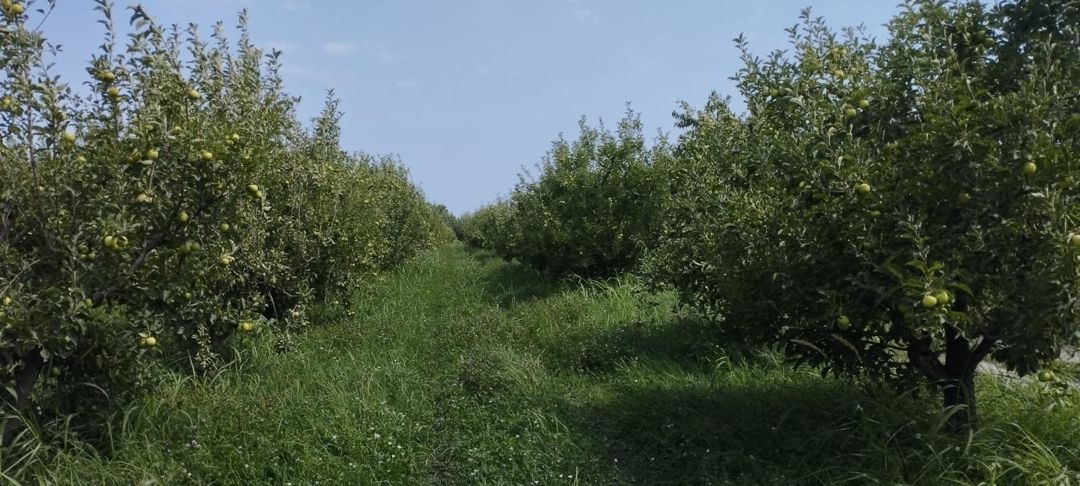 Satılır torpaq 115 sot — Torpaq, Quba (5)