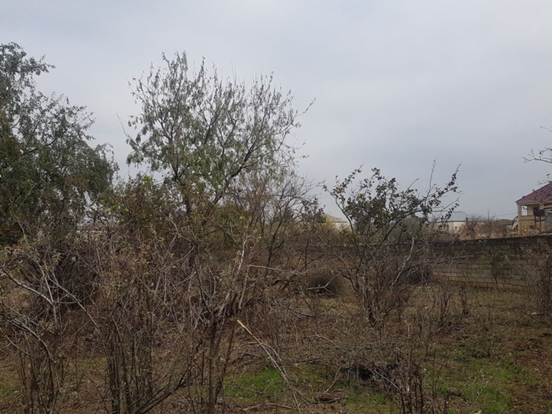 Satılır torpaq 380 sot — Torpaq, Bakı (2)