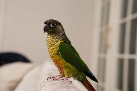 Tutuquşu — Bakı