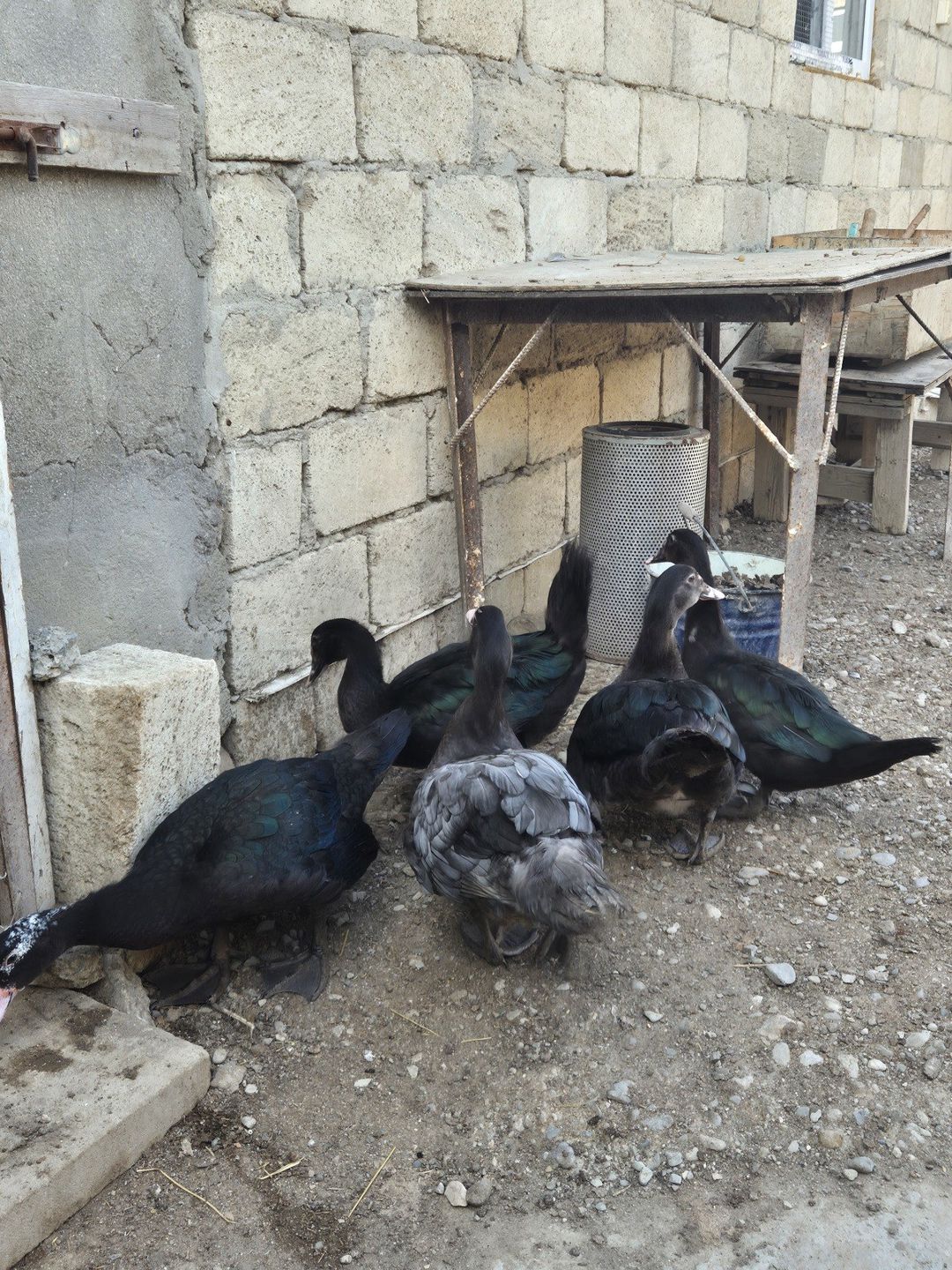 Lal ördəklər — Quşlar, Sumqayıt (2)