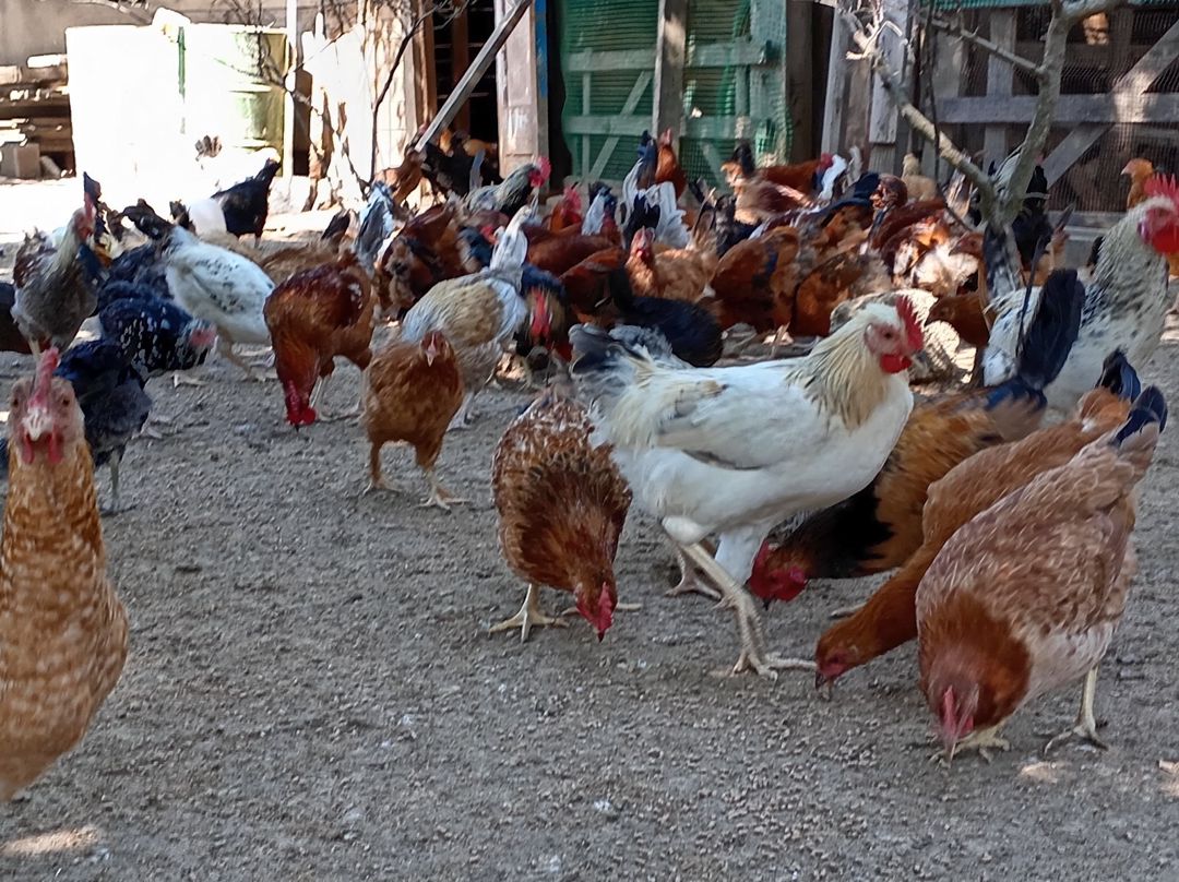 Xoruzlar — Quşlar, Bakı (10)