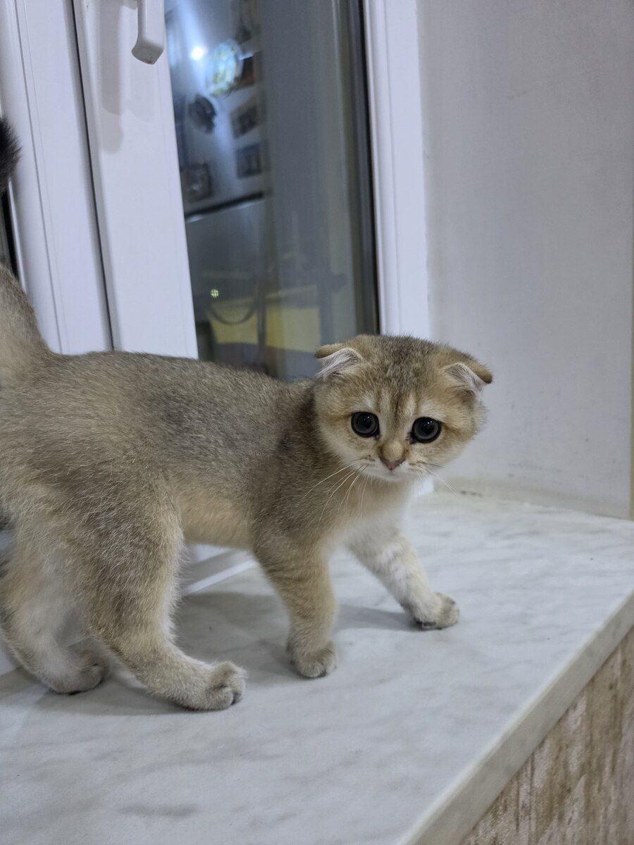 Qızılı şinşilla pişiyi balası — Pişiklər, Bakı (2)