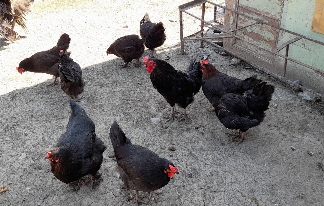 Mayalı kənd toyuğu yumurtaları — Quşlar, Xaçmaz (2)