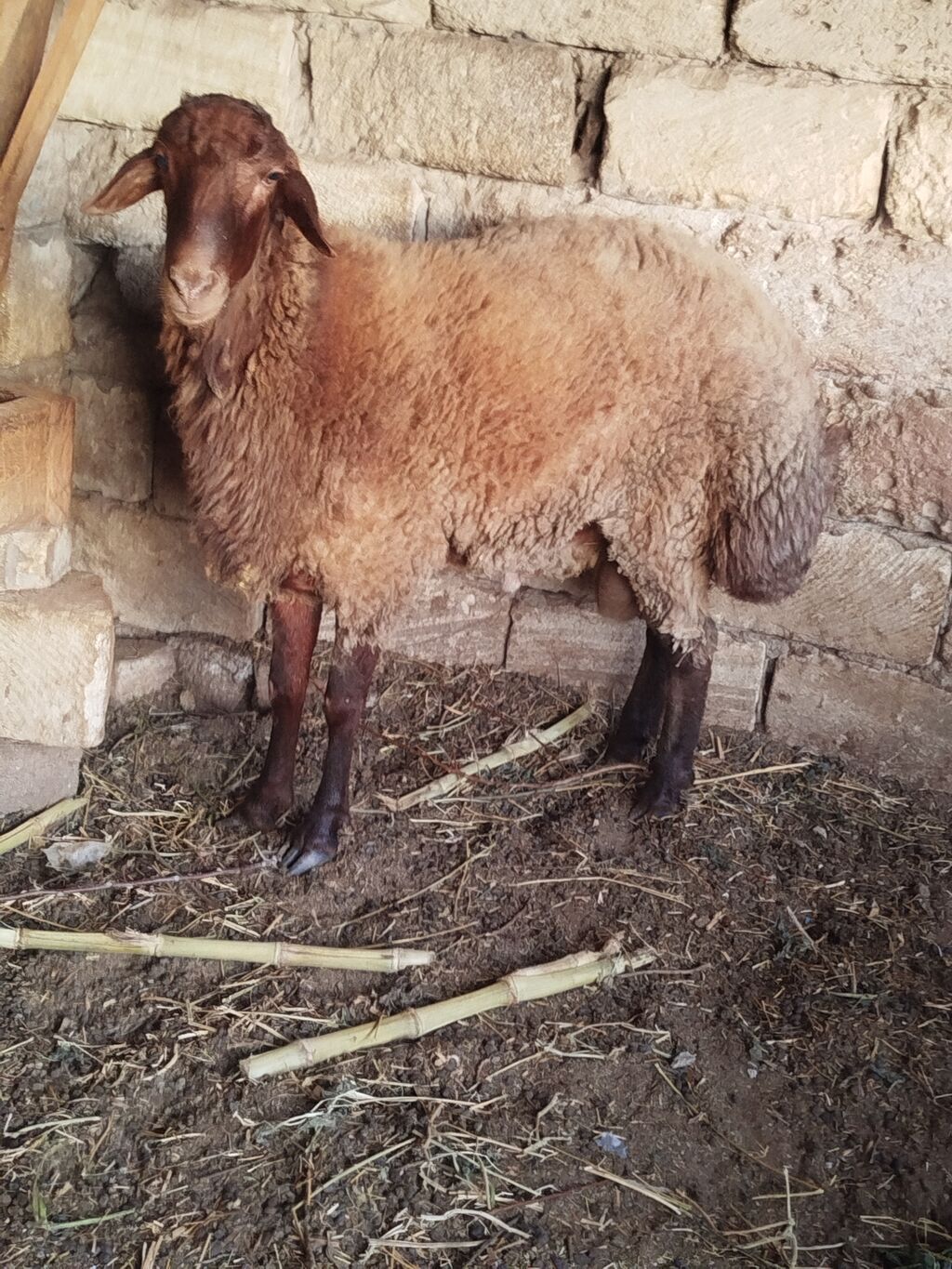 Qoyun – qala ətlik istiqamət, qəhvəyi rəngli, uzunqulaqlı. - Bədən — Kənd təsərrüfatı heyvanları, Sumqayıt