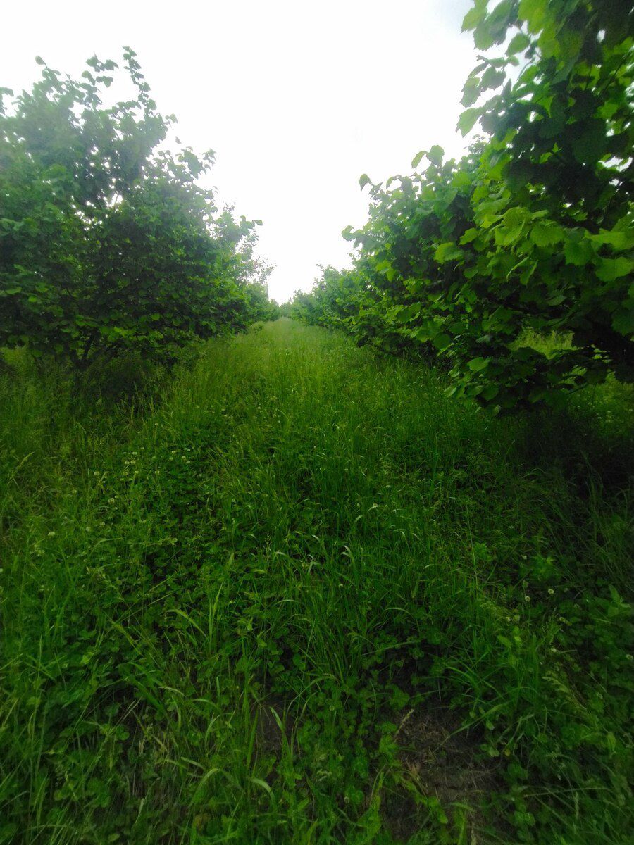 65 sot torpaq sahəsi, Xaçmaz r — Torpaq, Xaçmaz (6)