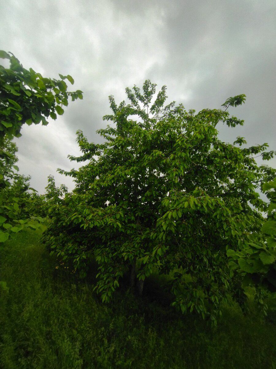 65 sot torpaq sahəsi, Xaçmaz r — Torpaq, Xaçmaz (8)