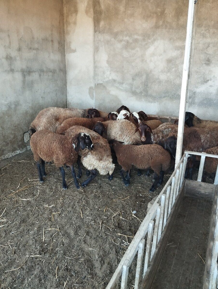 Qoyunlar — Kənd təsərrüfatı heyvanları, Bakı (2)
