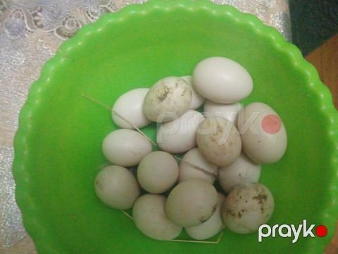 Təzə maylmis zümrüdu Krasandar ördəklerin yumurtası satılır qiyməti — Digah
