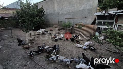 Lal ördek çoxdu yekesi balacasi ferqli qiymetedi Cox alanla razilaşmaq — Gəncə