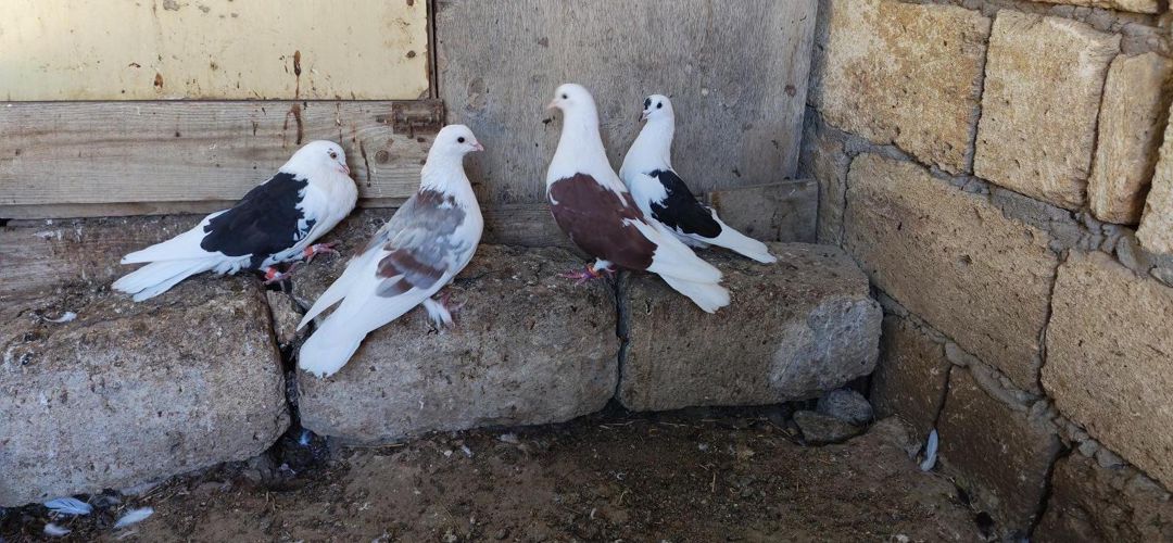Göyərçinlər — Quşlar, Sumqayıt (2)