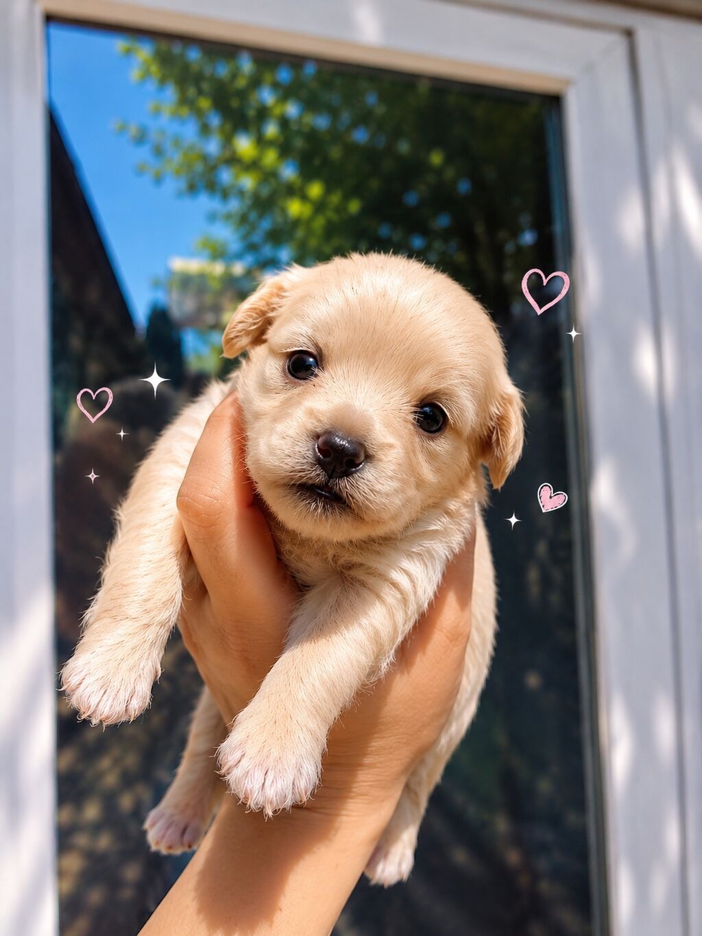 Maltipoo balalari.Temiz orginal balalar.F1 Maltipoo — Köpəklər, Bakı (2)