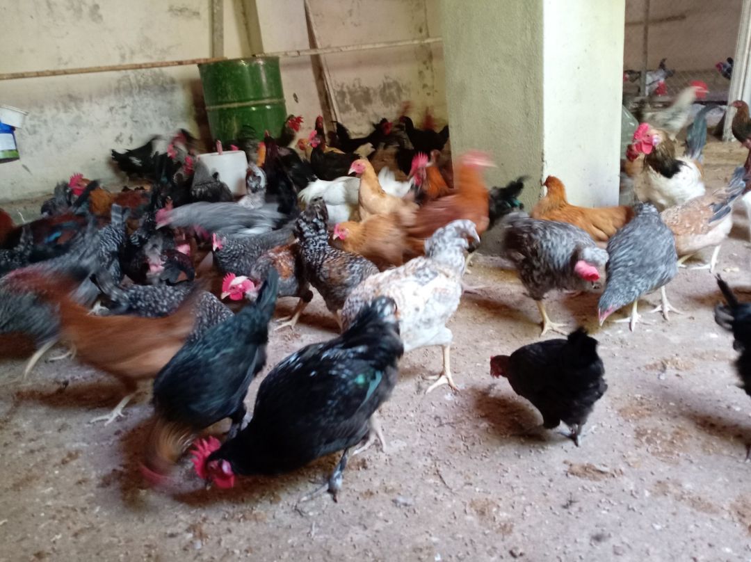 Xoruzlar — Quşlar, Bakı (11)