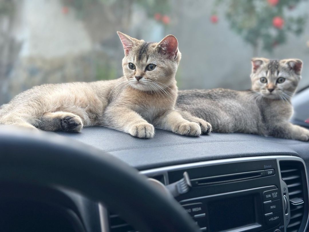 Qızılı şinşilla pişiyi balaları — Pişiklər, Bakı (3)