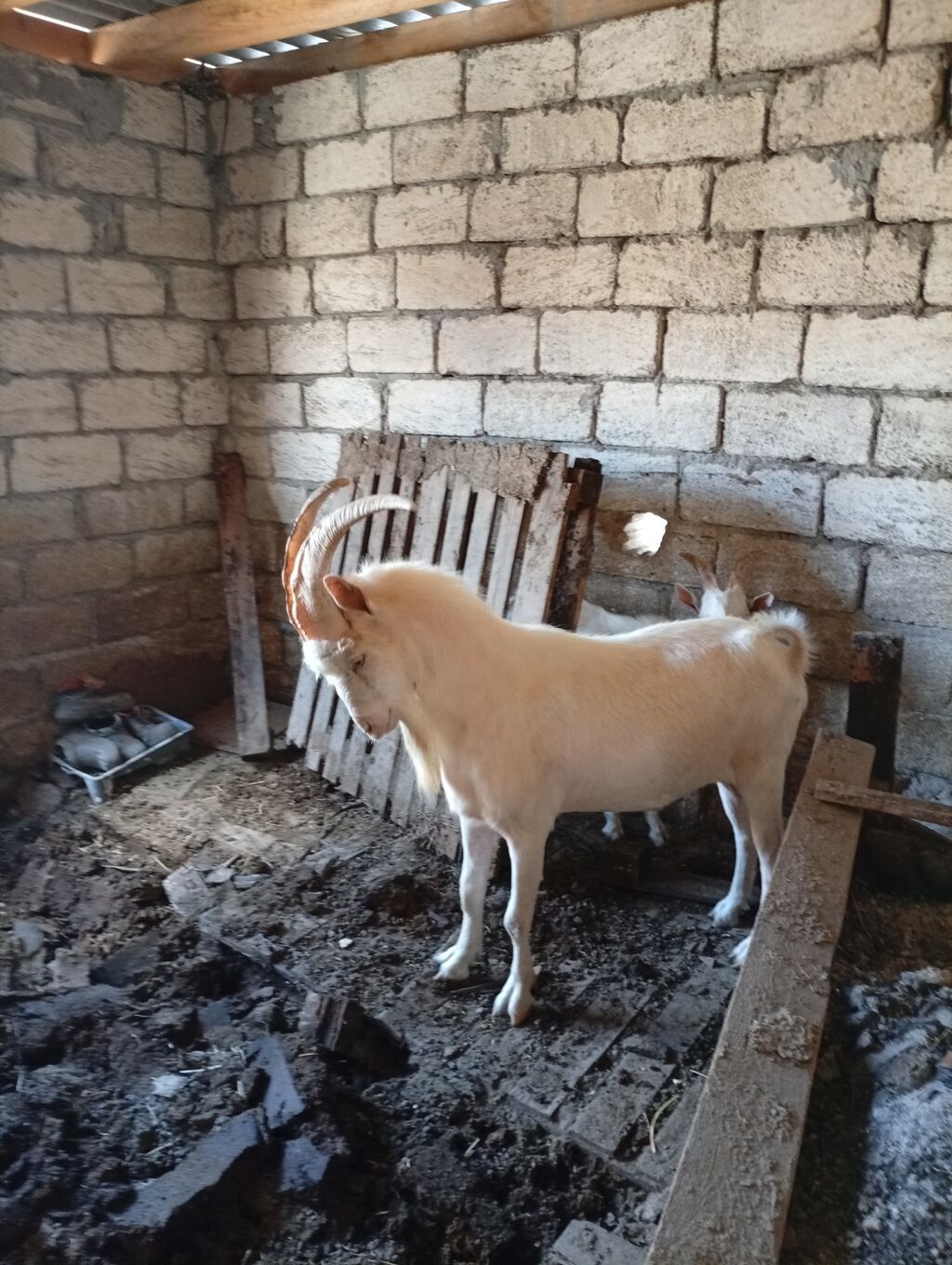 19 aylık saf kan tam aktif macar sanen tekesi ayrı söze ihtiyaç — Kənd təsərrüfatı heyvanları, Pirəkəşkül (7)