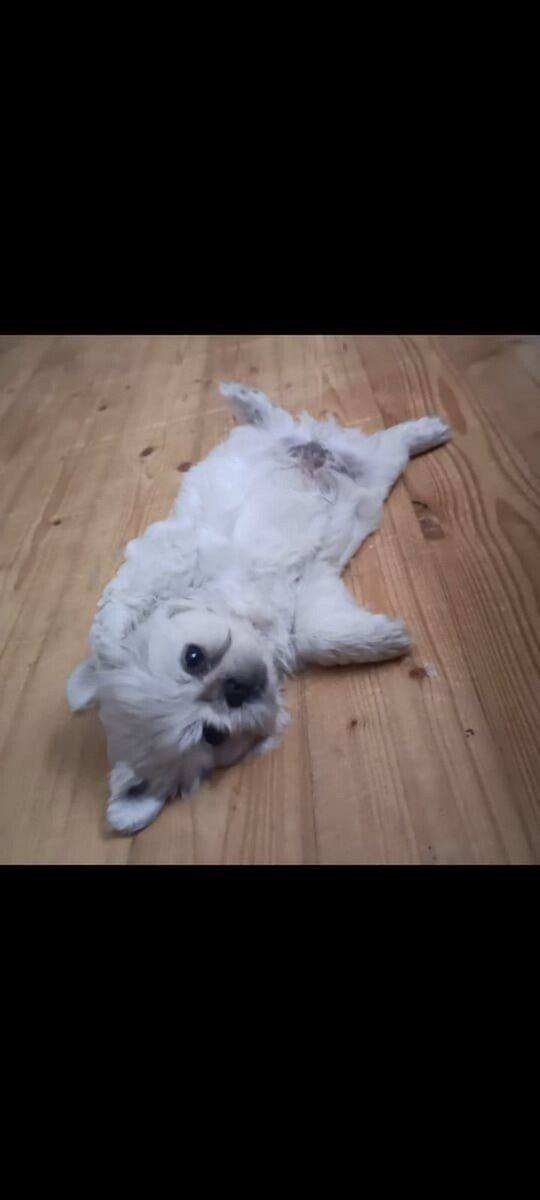 Pekines — Köpəklər, Bakı (3)