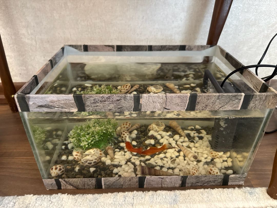 Akvarium və balıqlar — Akvariumlar və balıqlar, Bakı