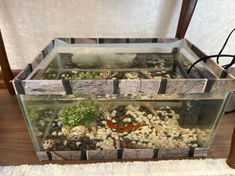 Akvarium və balıqlar — Bakı
