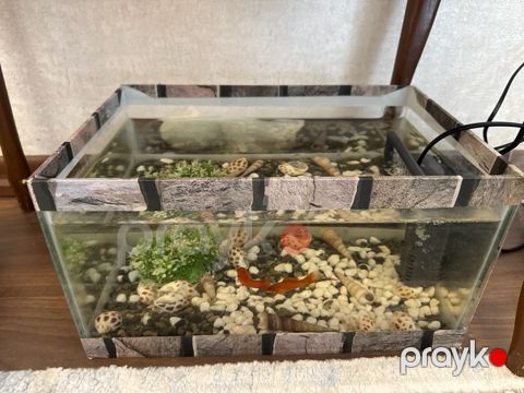 Akvarium və balıqlar — Bakı