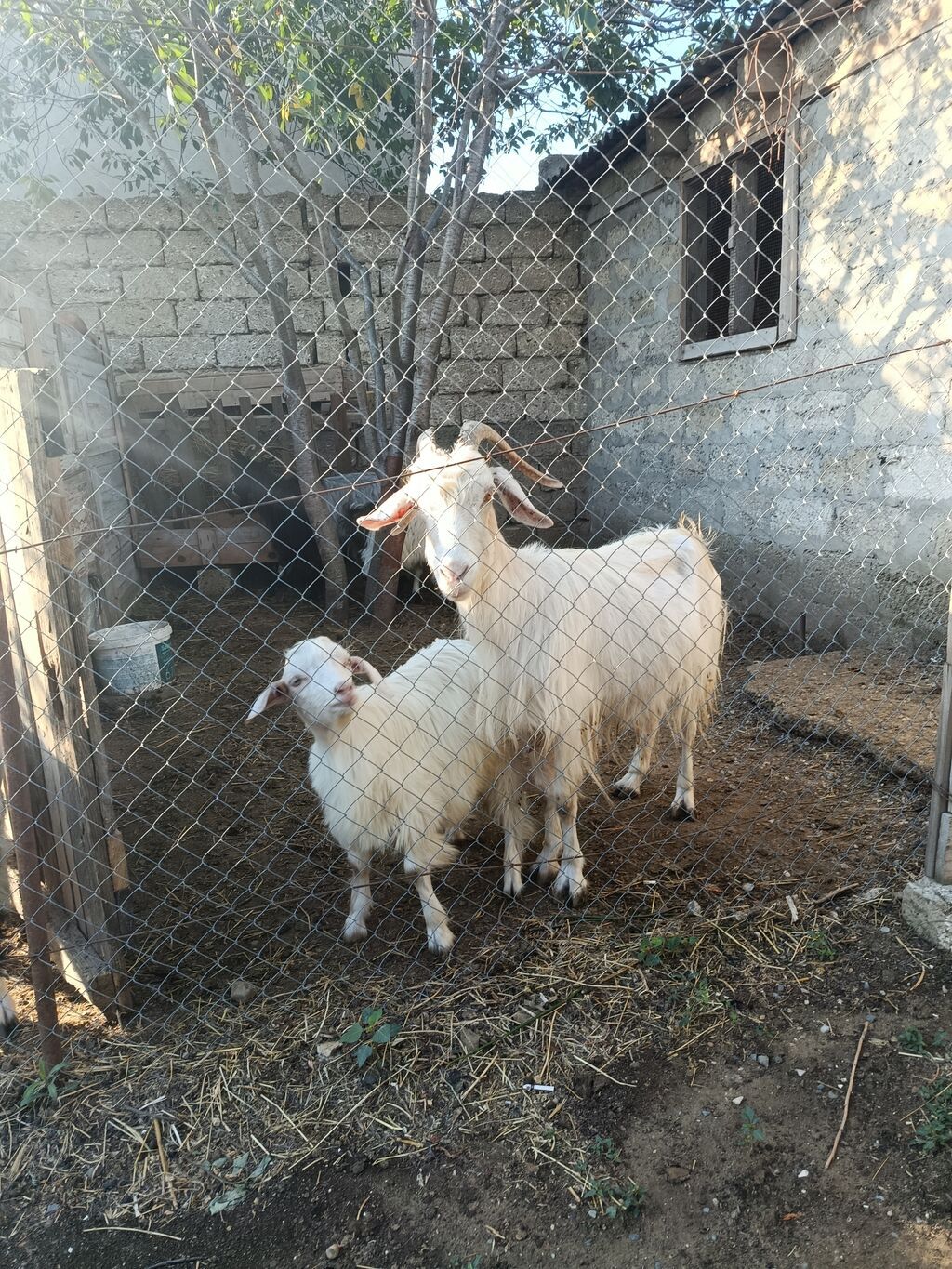 Çəpiş erkəkdi.Anası 4doğardı — Kənd təsərrüfatı heyvanları, Digah (2)