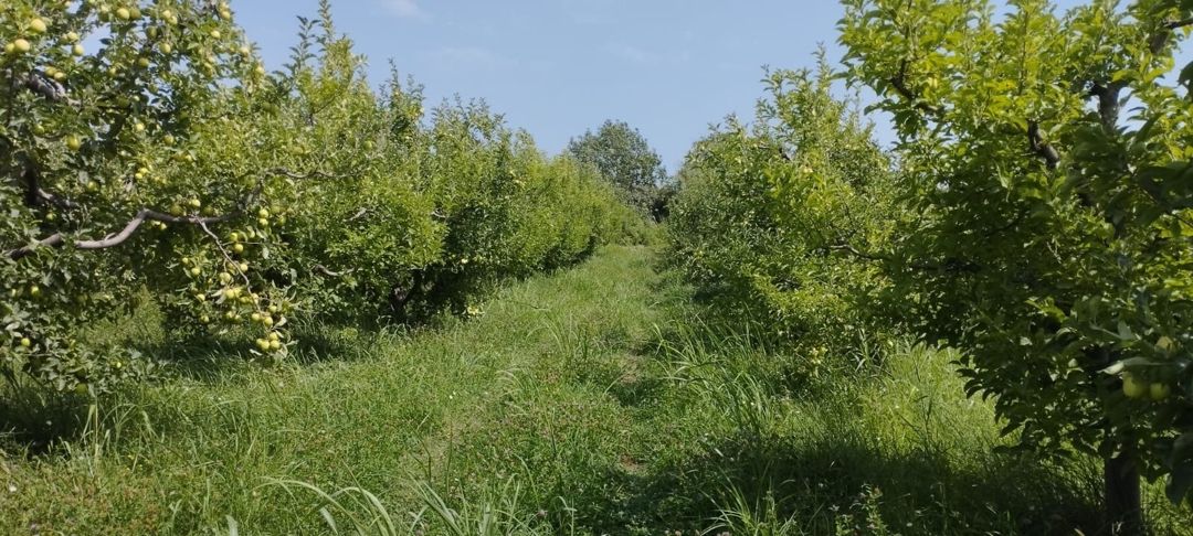 Satılır torpaq 115 sot — Torpaq, Quba (9)