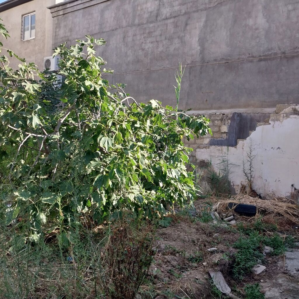 36 sot, Biznes üçün, Makler, Kupça (Çıxarış) — Torpaq, Bakı (4)