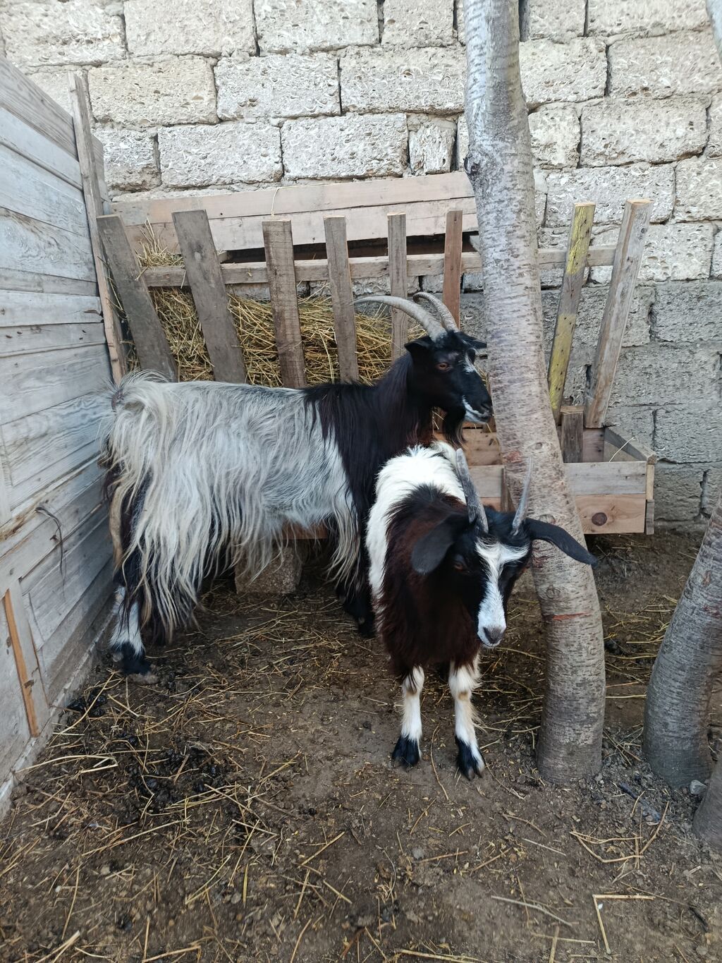 Yeyimcil heyvandılar. Keçi 3doğardı — Kənd təsərrüfatı heyvanları, Digah (2)