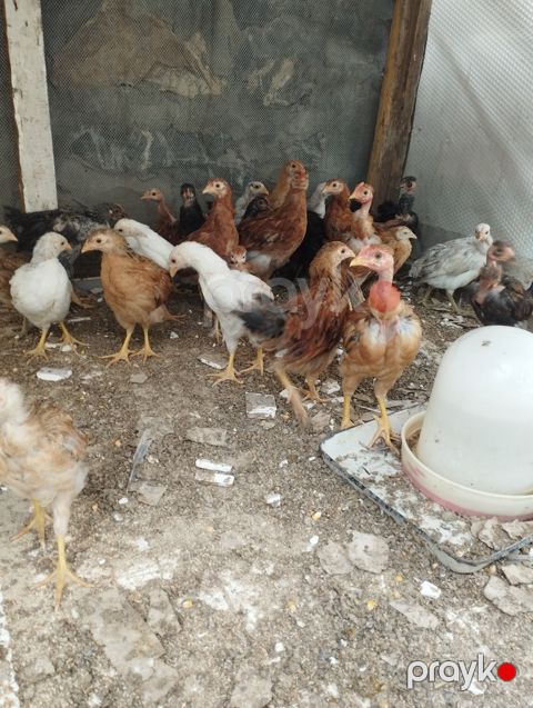 Çolpalar — Şəki