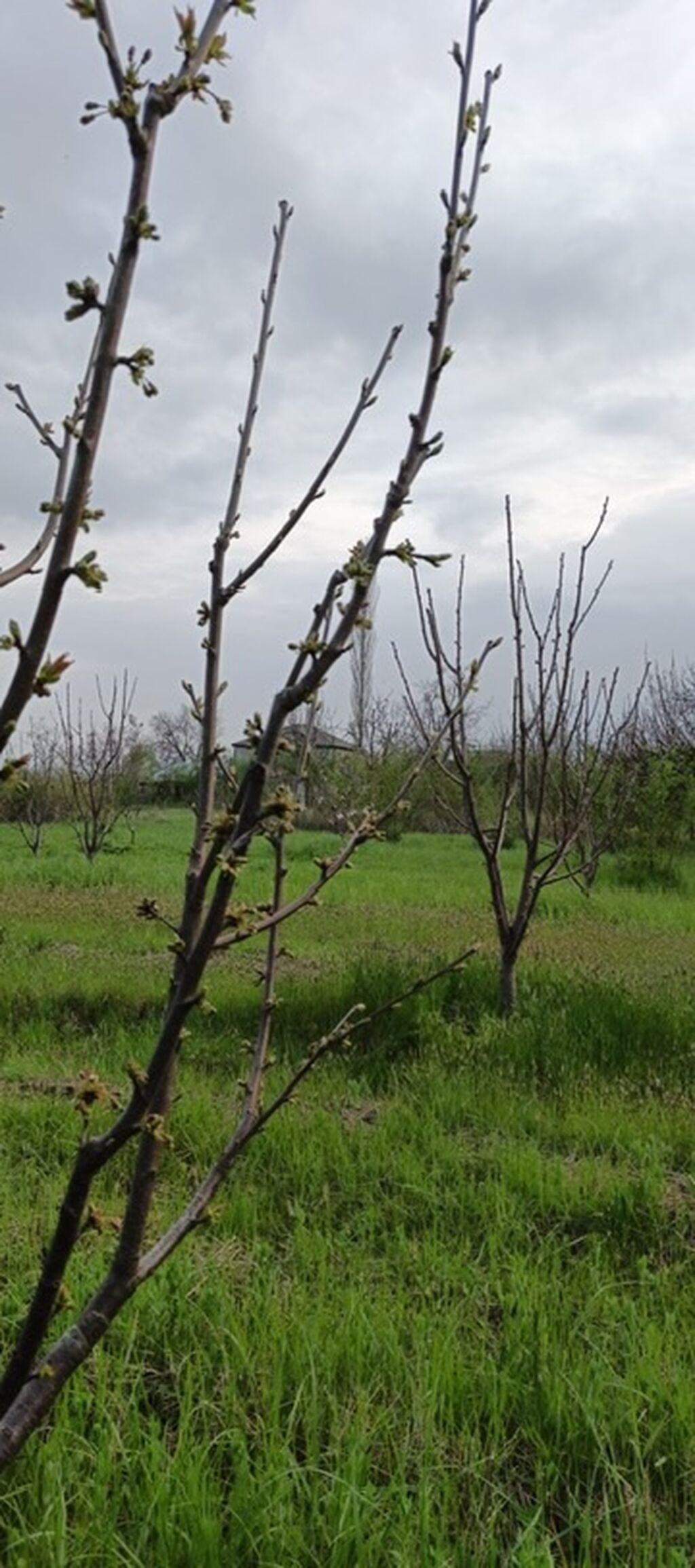 27 sot, Tikinti, Kupça (Çıxarış) — Torpaq, Xudat (4)