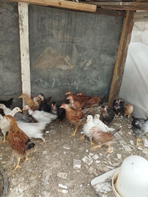 40gunluk colpalardi.Ozumuzde çıxıb. 30əded Ünvan Şəki — Şəki