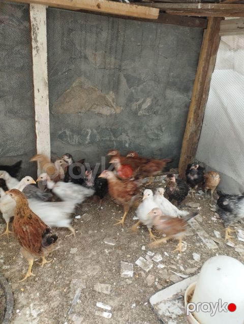 40gunluk colpalardi.Ozumuzde çıxıb. 30əded Ünvan Şəki — Şəki