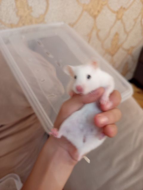 Hamster siçanı — Bakı