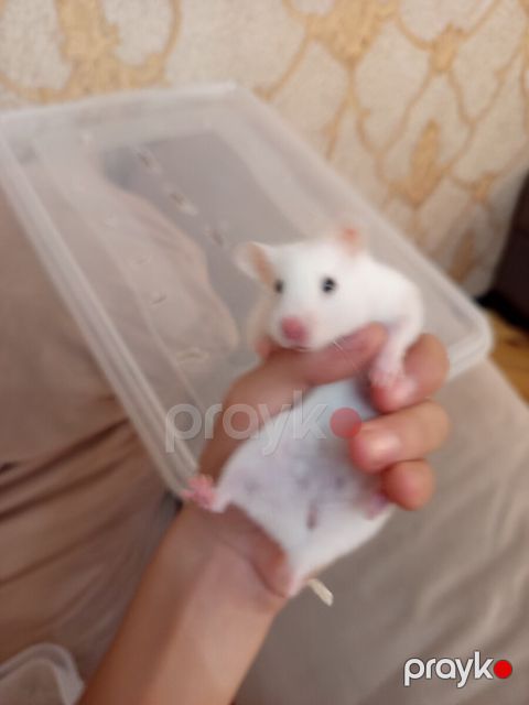 Hamster siçanı — Bakı