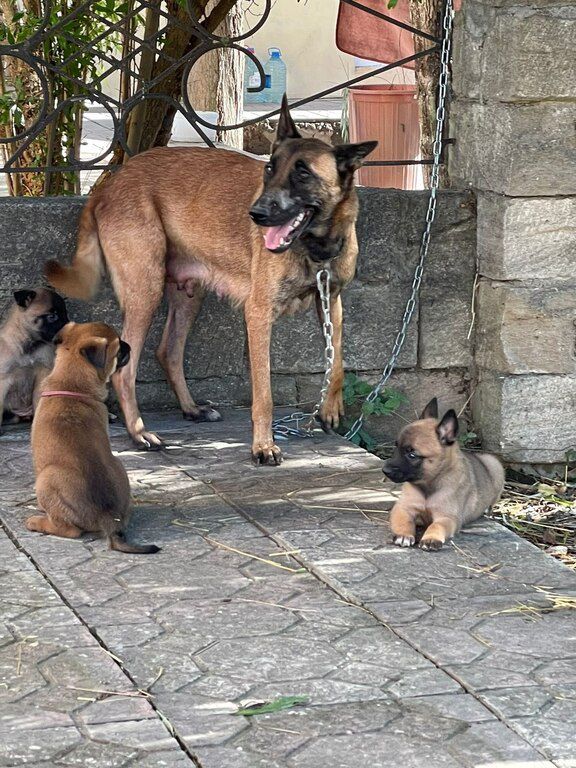 Щенки малинуа — Köpəklər, Bakı (7)