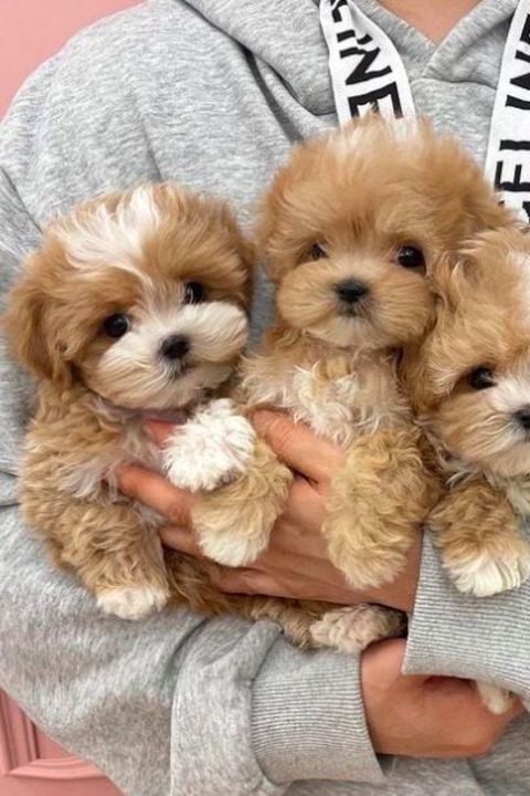 F1 maltipoo balaları — Bakı