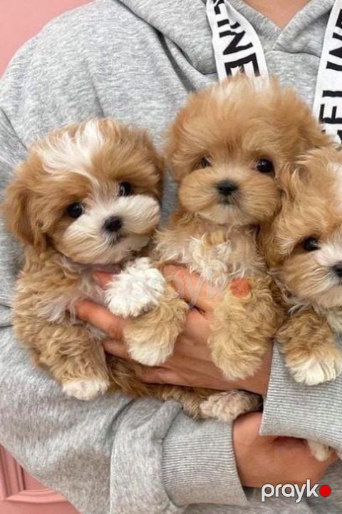 F1 maltipoo balaları — Bakı