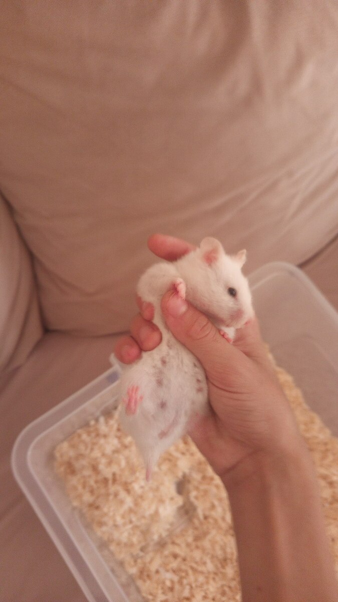 Hamster siçanı — Kəmiçilər, Bakı (2)