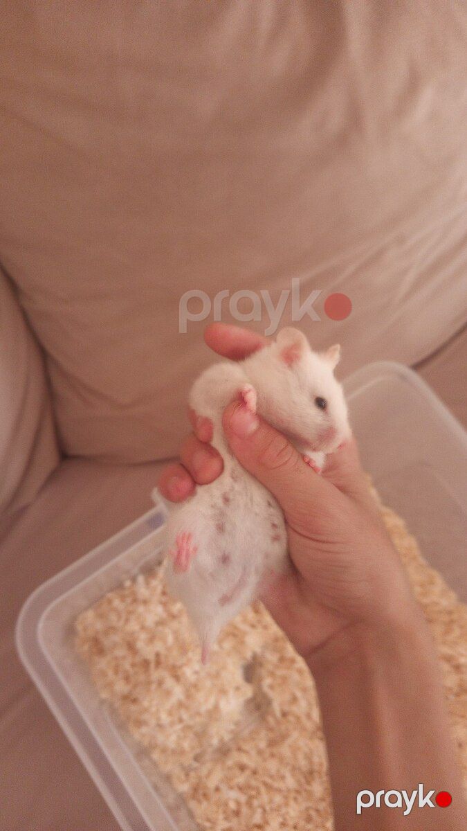 Hamster siçanı — Kəmiçilər, Bakı (2)