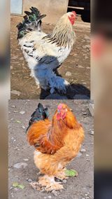 Brama xoruzlar tam sağlamdılar şəkil öz şəkiləridi göz qabağındadılar — Digər heyvanlar