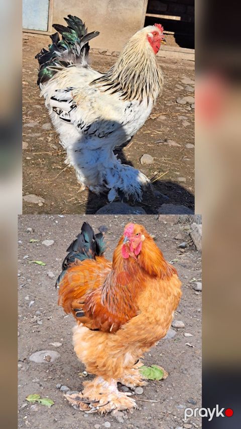 Brama xoruzlar tam sağlamdılar şəkil öz şəkiləridi göz qabağındadılar — Cəlilabad