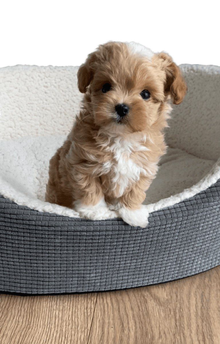 F1 maltipoo balaları — Köpəklər, Bakı (3)
