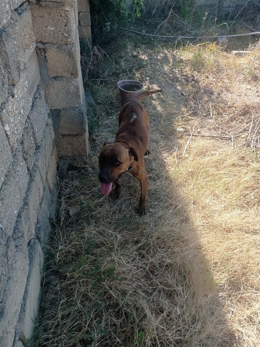 Pitbul — Köpəklər, Bakı (2)