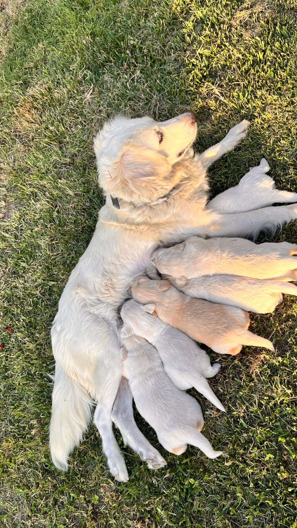Retriever, 1 ay — Köpəklər, Gəncə (7)