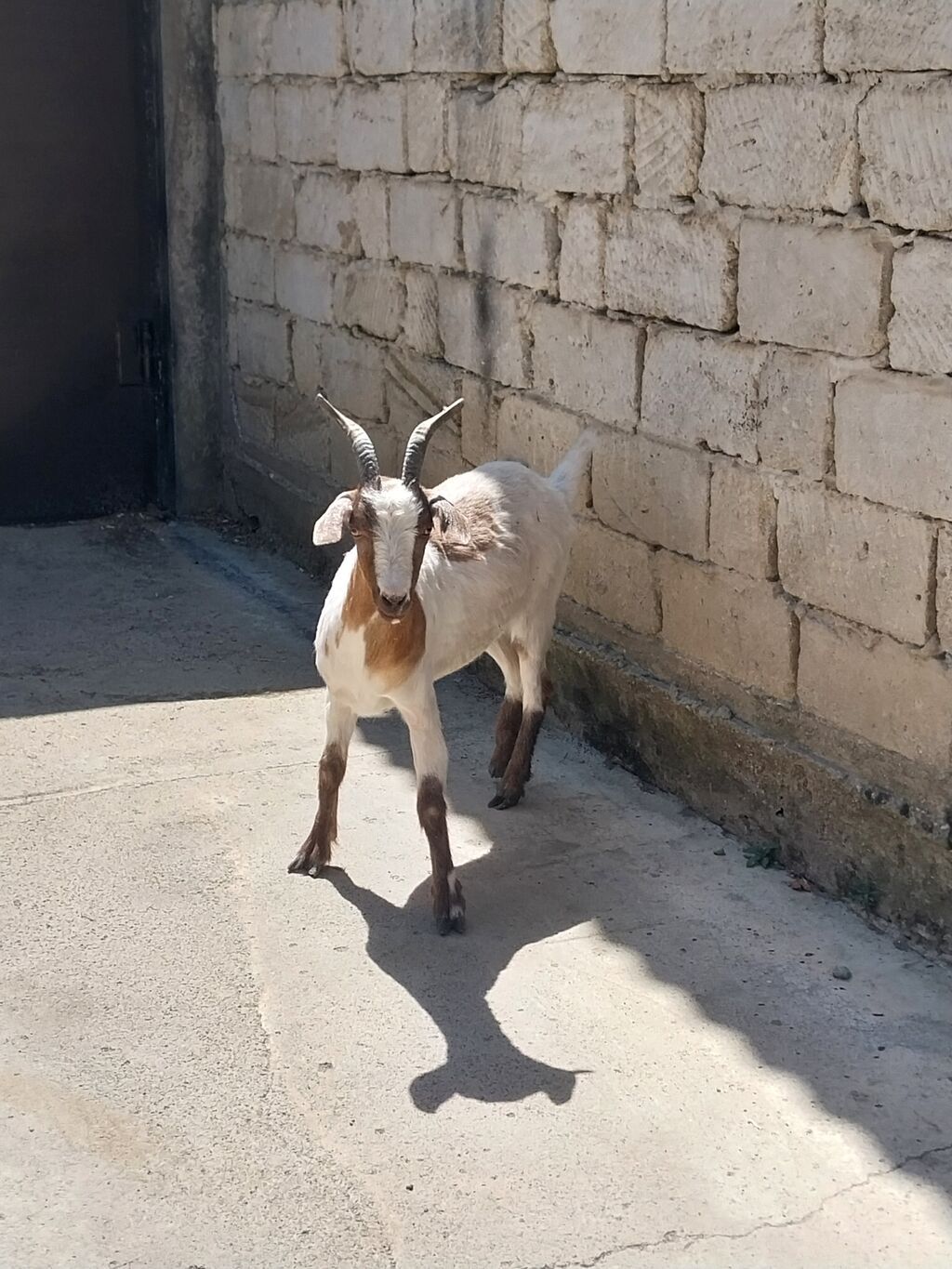Subay çəpişdi super kökdü həm damağlığ həmdə əltik üçün əladı — Kənd təsərrüfatı heyvanları, Novxanı (2)