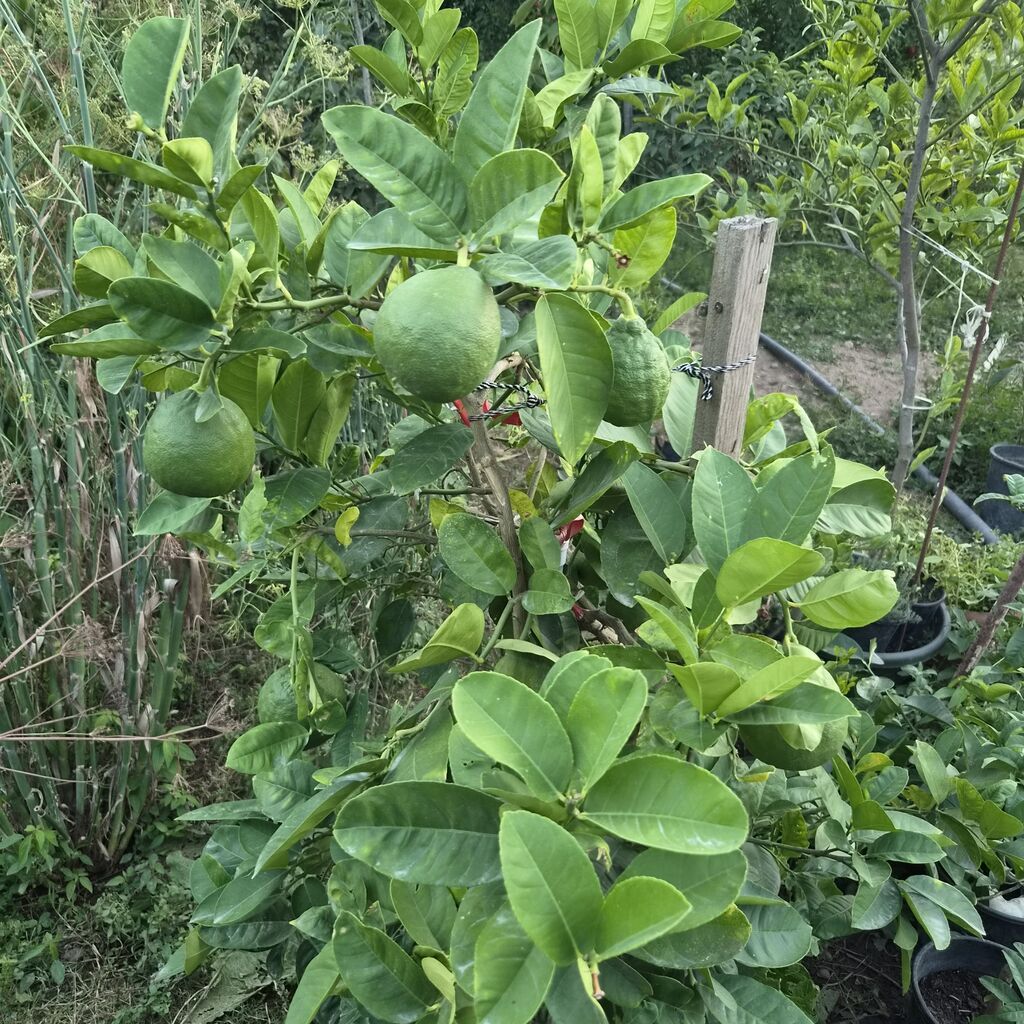 Meyvəli sitrus ağacı – qabda yetişdirilən limon/bergamot tipli sort — Ağaclar və fidan, Bakı (4)