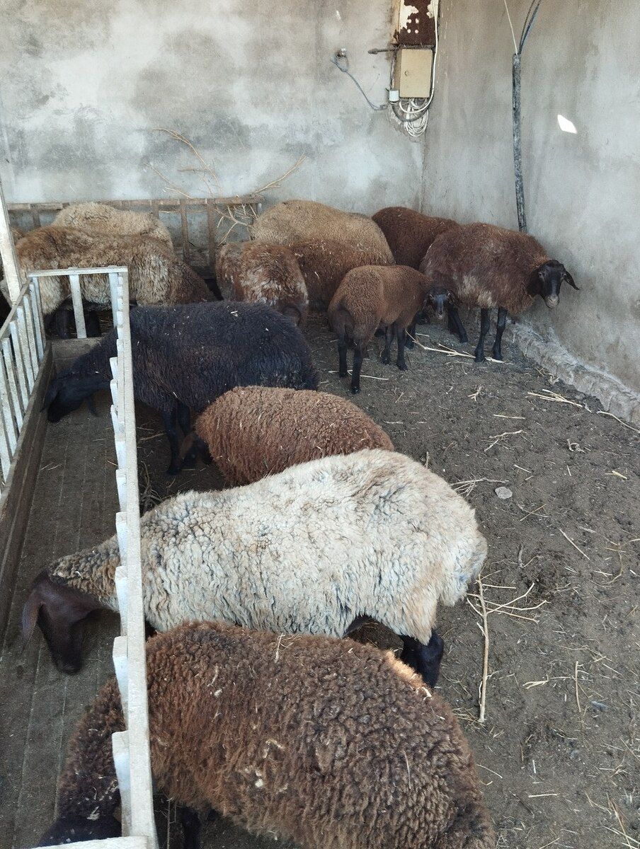 Qoyunlar — Kənd təsərrüfatı heyvanları, Bakı (3)