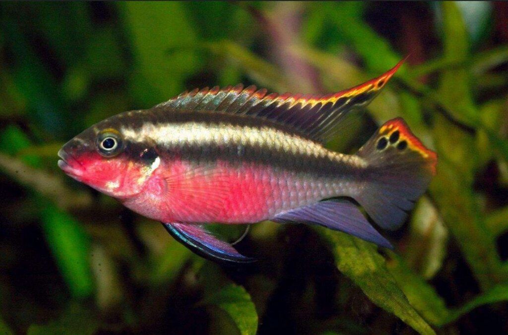 Akvarium balığı "Pelvicachromis pulcher" — Akvariumlar və balıqlar, Sumqayıt (2)